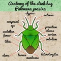 Insect anatomy. shield bug. Palomena prasina