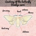 Insect anatomy. Sticker butterfly Bombyx mori. Sketch of butterfly. butterfly Design for coloring book. hand-drawn butterfly.