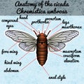 Insect anatomy. Sticker cicada. Cicadidae. Chremistica umbrosa. Sketch of cicada. cicada Design for coloring book. Royalty Free Stock Photo