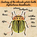Insect anatomy. Sticker colorado potato beetle. Leptinotarsa decemlineata. Sketch of colorado potato beetle. Royalty Free Stock Photo