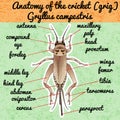 Insect anatomy. Sticker cricket. grig. Gryllus campestris. Sketch of cricket. cricket Design for coloring book.