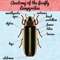 Insect anatomy. Sticker Firefly beetle Lampyridae. photinus pyralis. Sketch of Firefly beetle. Firefly beetle Design for coloring