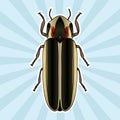 Insect anatomy. Sticker Firefly beetle Lampyridae. photinus pyralis. Sketch of Firefly beetle. Firefly beetle Design Royalty Free Stock Photo