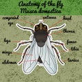 Insect anatomy. Sticker fly. Musca domestica.. Insect. a realistic fly. fly silhouette. fly Design for coloring book. Royalty Free Stock Photo