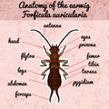 Insect anatomy. Sticker Forficula auricularia. Earwig. Sketch of Earwig.Earwig Design for coloring book.