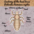 Insect anatomy. Sticker head human louse. Pediculus humanus capitis. Sketch of louse