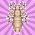 Insect anatomy. Sticker head human louse. Pediculus humanus capitis. Sketch of louse. louse Design for coloring book