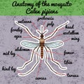 Insect anatomy. Sticker realistic mosquito. Culex pipiens Mosquito silhouette. mosquito Design for coloring book.