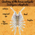 Insect anatomy. Sticker Scutigera coleoptrata. millipede. House centipede Sketch of millipede.