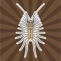 Insect anatomy. Sticker Scutigera coleoptrata. millipede. House centipede Sketch of millipede.
