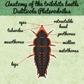 Insect anatomy. Trilobite beetle Duliticola