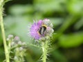 Bumblebee on the purple blossom of a thistle