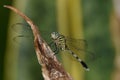 This insect animal is called a dragonfly green in black