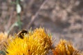 insect, animal, flora, plant, summer, outdoors, macro, vivid, close-up