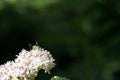 insect, animal, flora, plant, summer, outdoors, macro, vivid, close-up,