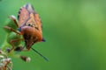 insect, animal, flora, plant, summer, outdoors, macro, vivid, close-up,