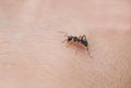 Insect ant crawling on the skin of the human hand