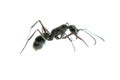 Insect ant macro isolated Royalty Free Stock Photo