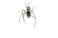 Insect ant macro isolated Royalty Free Stock Photo