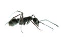 Insect ant macro isolated Royalty Free Stock Photo