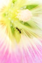 Insect ant on pink flower petals, plant pollination, floral summer background Royalty Free Stock Photo