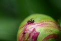 Insect ant sits on a peony flower bud Royalty Free Stock Photo