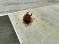 Insect and ants