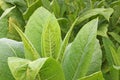 Insect aphid attacks tobacco leaves