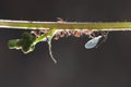 Insect aphid family