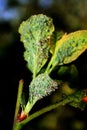 Insect aphid pest on a tree. Leaf aphids. Royalty Free Stock Photo