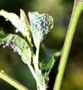 Insect aphid pest on a tree. Leaf aphids. Royalty Free Stock Photo
