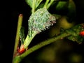Insect aphid pest on a tree. Leaf aphids. Royalty Free Stock Photo