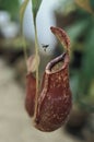 Insect approaching a carnivorous plant.