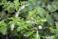 Insect as Paper Wasp is stalks Rachawadee flower