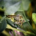 Insect `Asilus crabroniformis` caught a fly Royalty Free Stock Photo