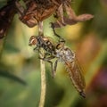 Insect `Asilus crabroniformis` caught a fly Royalty Free Stock Photo