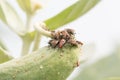 Insect attacking Aphids Royalty Free Stock Photo