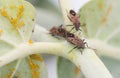 Insect attacking Aphids Royalty Free Stock Photo