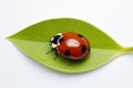 Green nature ladybug red spring macro insect ladybird bug beetle Royalty Free Stock Photo