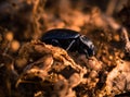Insect beatle on the ground Royalty Free Stock Photo
