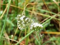 insect beautiful butterfly with folded wings sitting on white flower Royalty Free Stock Photo