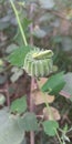 Insect Beauty In forest