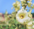 Insect bee pollinates flower