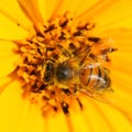 Insect bee pollinating flower