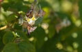 Insect bee sits on a flower Royalty Free Stock Photo