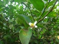 Insect bee on white flower of lemon plant Royalty Free Stock Photo