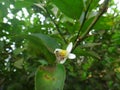 Insect bee on white flower of lemon plant