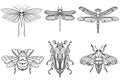 Insect bees, dragonflies, beetles, moths. Set. Vintage hand drawn engraving vector collection