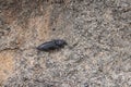 insect (beetle ?) at the blue mountains - australia Royalty Free Stock Photo