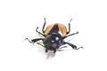 Insect, beetle, bug, in genus Odontolabis Royalty Free Stock Photo